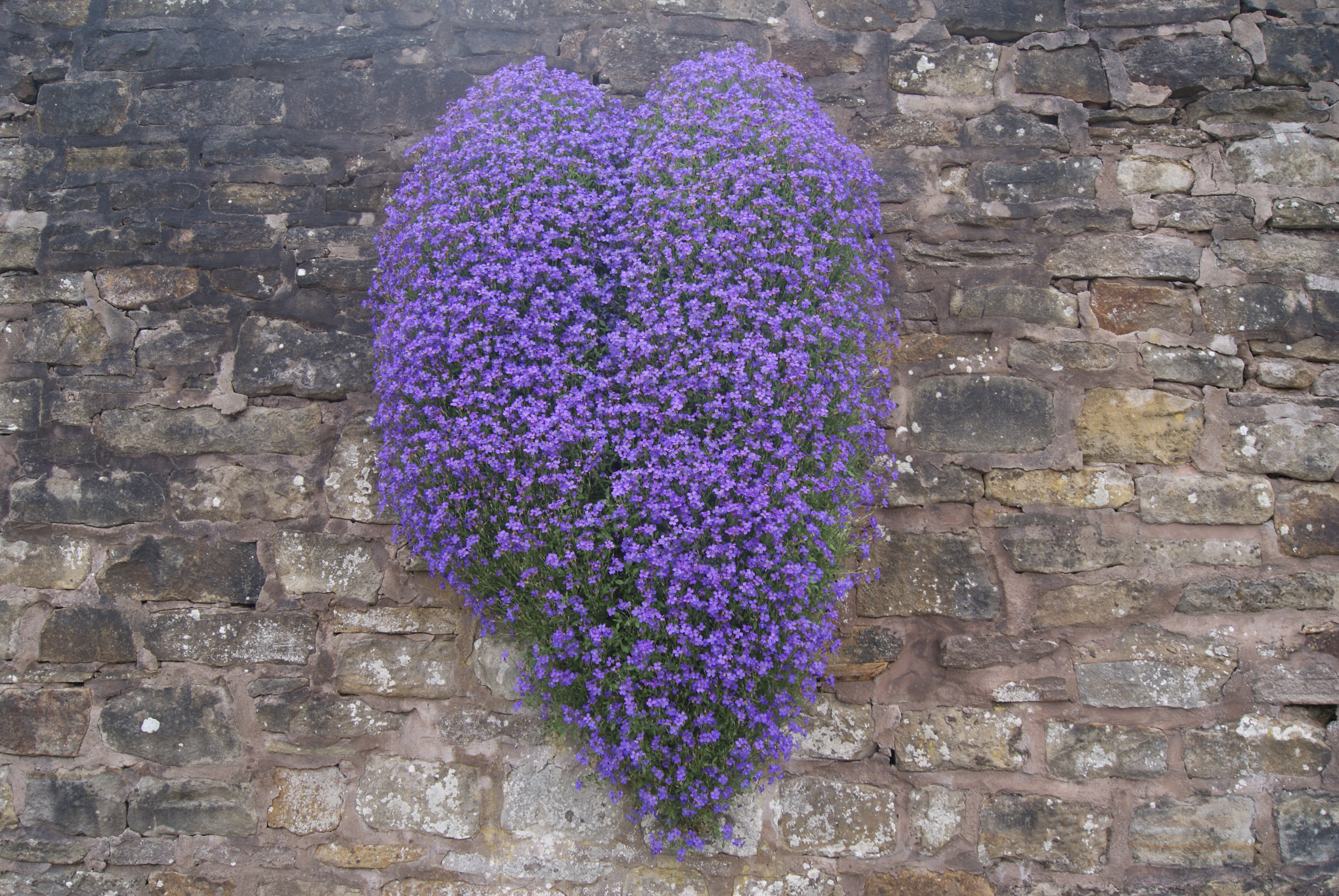 Purple flower heart